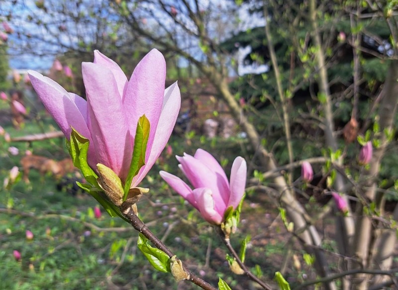 jak pobudzić magnolię do kwitnienia