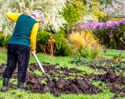 Niezastąpiony naturalny nawóz na jesień. Na grządkach i rabatach potrafi zdziałać cuda