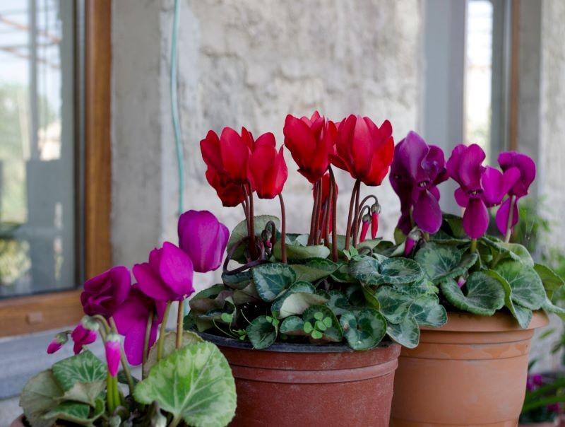 Cyklamen perski wymaga okresu spoczynku, aby zakwitł ponownie.