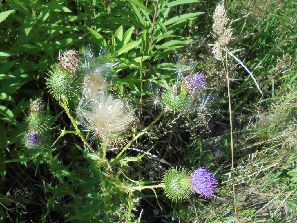 Pozostałe, NATURA w PEŁNEJ  KRASIE - Park Mickiewicza