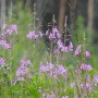 Leśne klimaty, ŚNIADANIE NA LEŚNEJ POLANIE