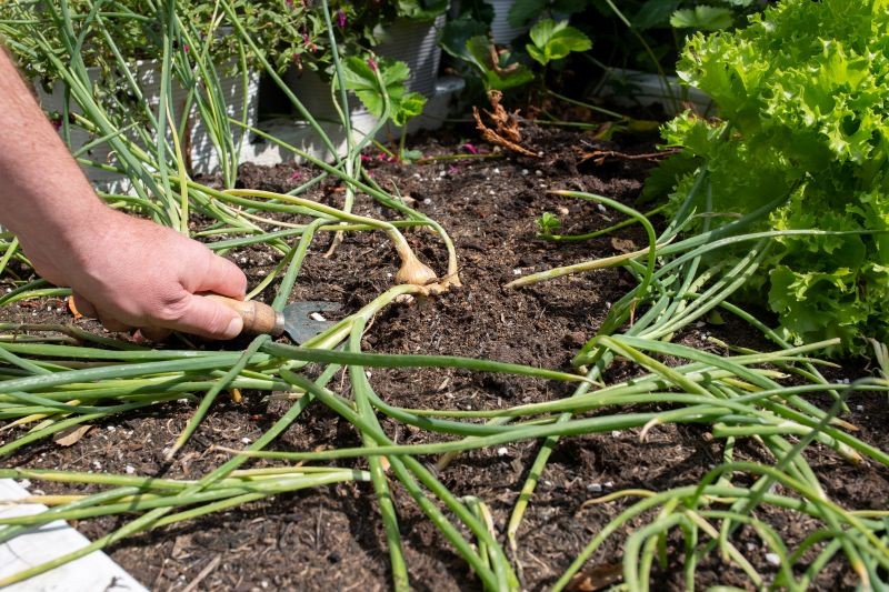 Co uprawiać po czosnku i cebuli, a czego lepiej nie? 