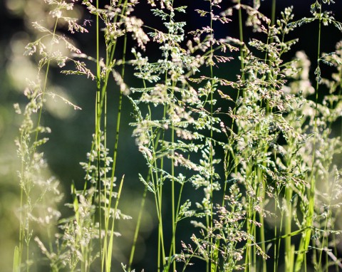 Śmiałek darniowy (Deschampsia cespitosa)