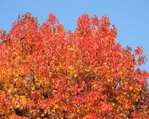 Ambrowiec amerykański (Liquidambar styraciflua)