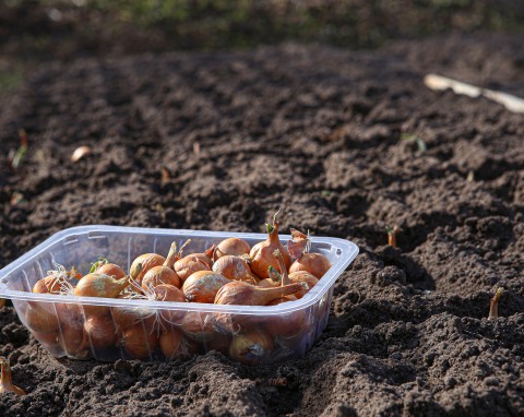 Ostatni dzwonek, żeby posadzić cebulę ozimą. Da duży plon i ochroni grządki przed szkodnikami