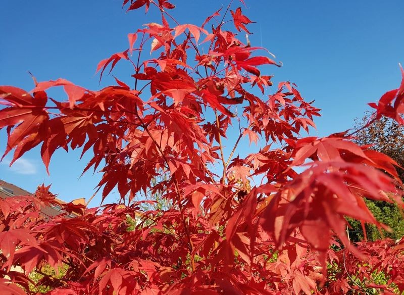Klon palmowy (Acer palmatum) to modny gatunek, który jest piękną ozdobą posesji.