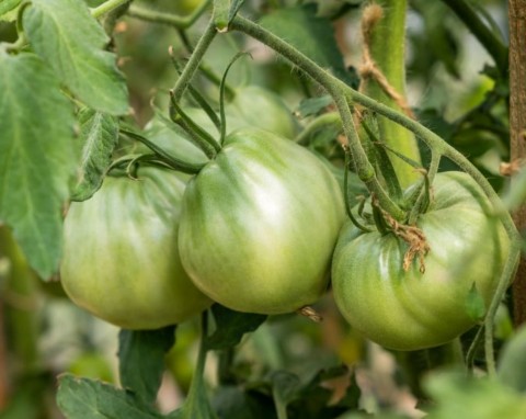 Czym dokarmiać pomidory w sierpniu? 5 najlepszych naturalnych nawozów na duże i słodkie owoce
