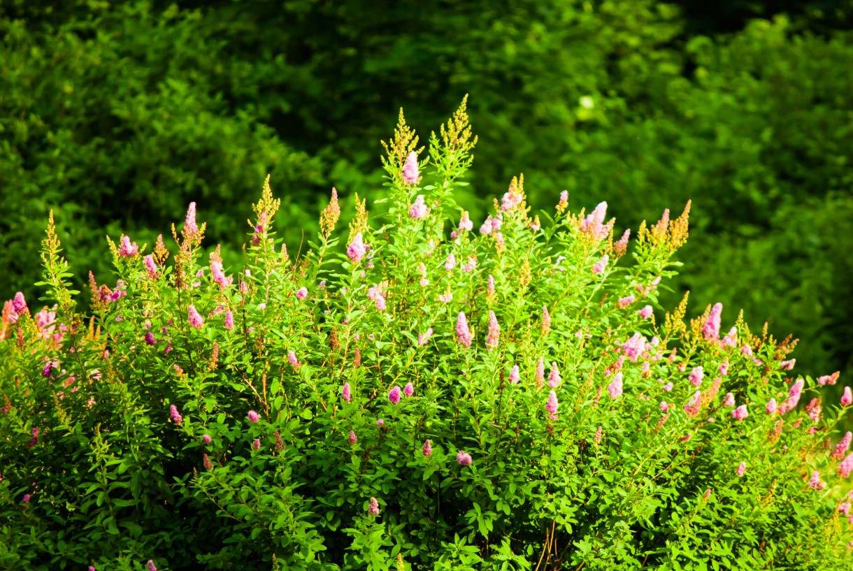 Pozostałe, TOP10 Kwitnących krzewów ogrodowych - 
BUDDLEJA Buddleja sp. 