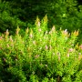 Pozostałe, TOP10 Kwitnących krzewów ogrodowych - 
BUDDLEJA Buddleja sp. 