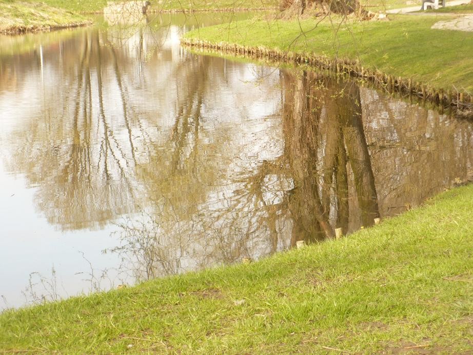 Pozostałe, Fiołkowa galeria ........przedświąteczna ........kwietniowa..... - .................i wiosenny staw..................już jest zielono.................