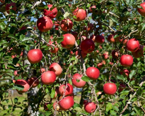 Ta odmiana została wyhodowana przed II wojną światową. Jak uprawiać jabłoń Fuji?