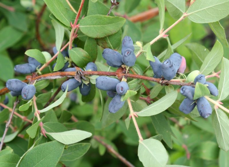 Cechą wspólną jagody kamczackiej i borówki amerykańskiej są bardzo zdrowe owoce.