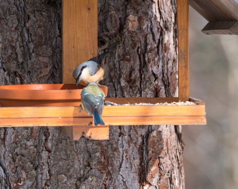 Wrzuć do poidełka w karmniku. Woda przestanie zamarzać, ptaki będą częściej przylatywać