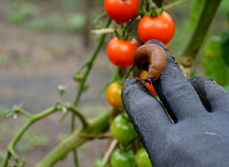Wiedza na temat tego, czego nie lubią ślimaki, pomaga się ich pozbyć z ogrodu.