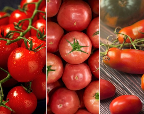 Najsmaczniejsze odmiany pomidorów. Podpowiadamy, co uprawiać w tym sezonie