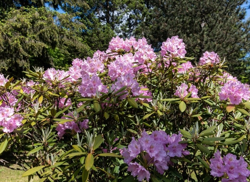 z czym sadzić rododendrony