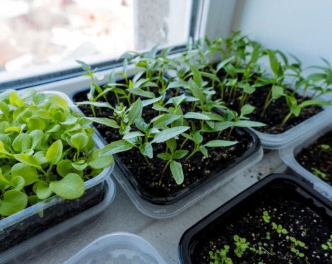 Naturalna ochrona sadzonek przed szkodnikami i chorobami. Będą zdrowe i mocne