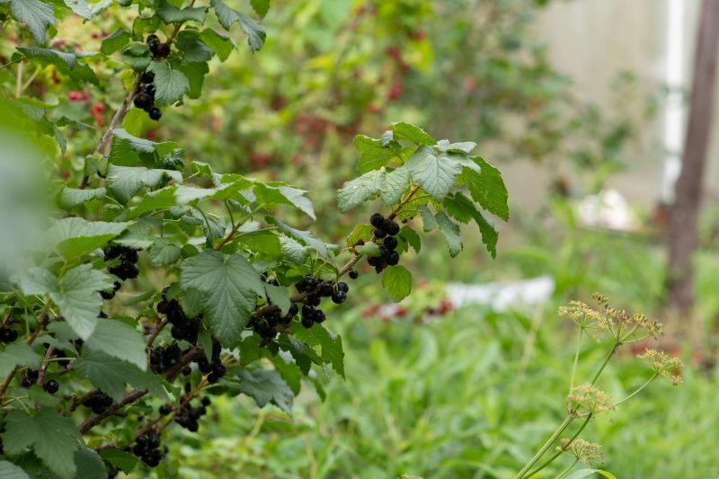 Porzeczki lepiej owocują, gdy są dokarmiane nawozem z obierek z ziemniaków.