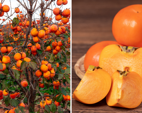 Owoce kaki pomagają obniżyć ciśnienie i wysoki cholesterol. Jak uprawiać hurmę wschodnią w Polsce?