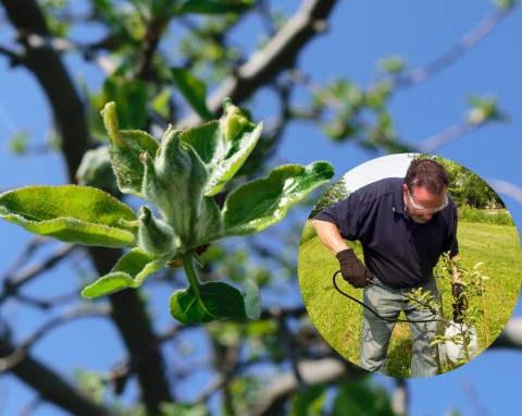 Widzisz, że z pąków jabłoni wyrastają małe listki? Zrób szybko oprysk, skutecznie pozbędziesz się parchu jabłoni