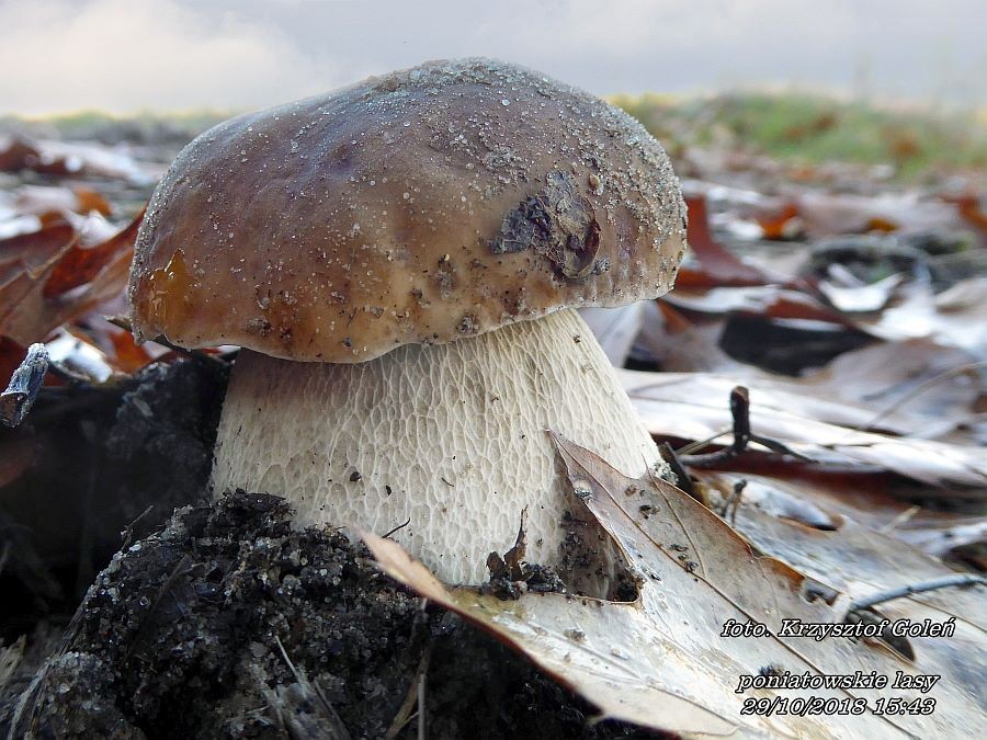 Leśne klimaty, Poniatowa grzyby - Poniatowa grzyby - foto.Krzysztof Goleń