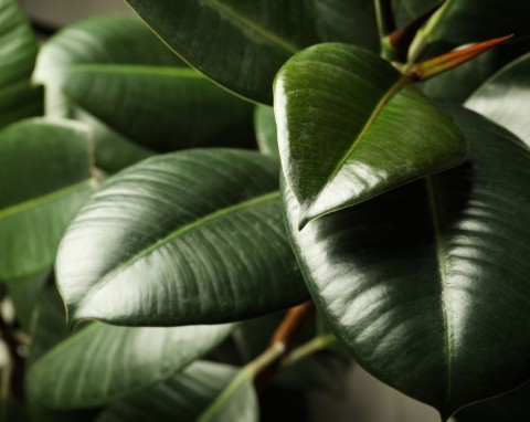 Co zrobić, żeby fikus wypuścił boczne pędy? Pielęgnacja fikusa w zimie