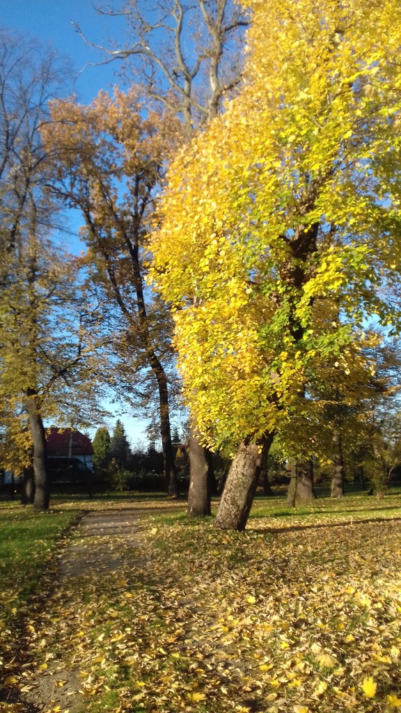 Leśne klimaty, Park jesienią