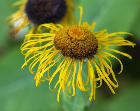 Oman wielki (Inula helenium)