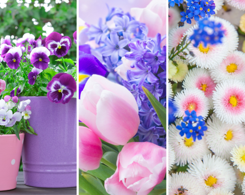 TOP 15 najpopularniejszych wiosennych kwiatów. Dzięki nim ogród rozbłyśnie paletą barw