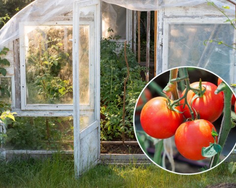 Ekologiczna uprawa pomidorów w szklarni i pod folią. Te odmiany są najlepsze!