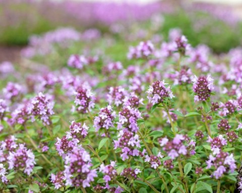 Te rośliny to "terminatory", radzą sobie w każdych warunkach. Mogą nawet zastąpić trawnik