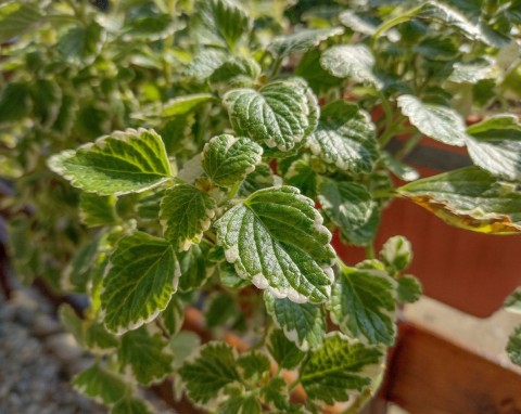 Czy komarzycę trzeba zimować? Zachowaj sadzonki, na wiosnę podwoisz kolekcję