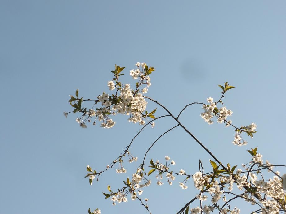 Pozostałe, Wsi spokojna .............. - .................i wiosenne kwiecie.................