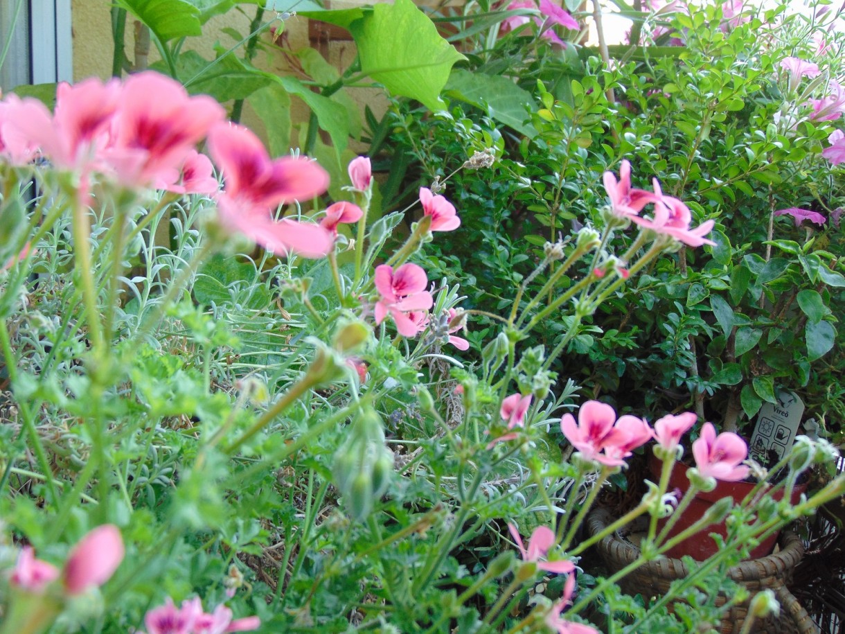 Rośliny, Pełnia lata ............... - ................i pelargonie.................