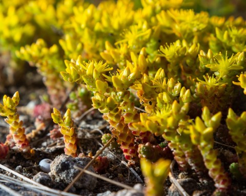 Rozchodnik ostry (Sedum Acre)