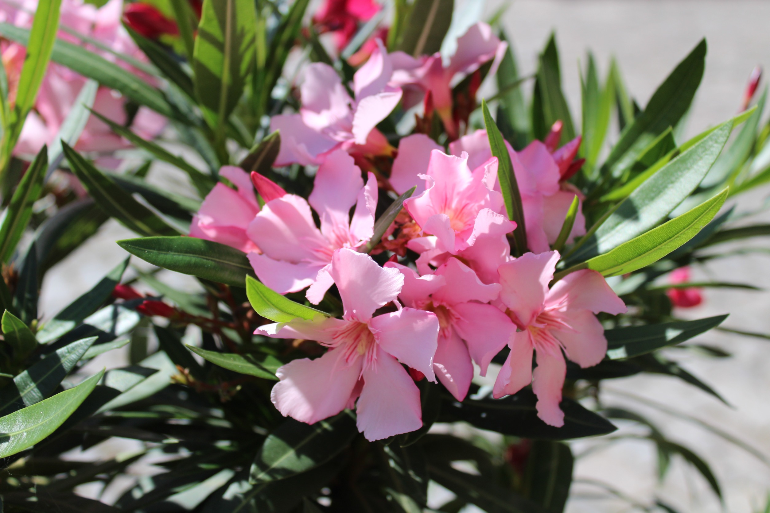  Oleander będzie obficie kwitł nawet do końca września. Poznaj ważną wskazówkę