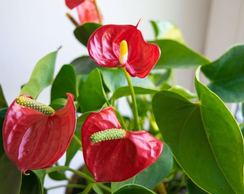 Zmarnowane anturium znów rozkwitnie na potęgę. Zastosowałam owocową odżywkę