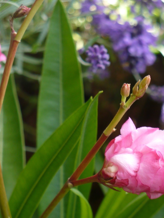 Pozostałe, Letnie klimaty................ - ............i oleander...............