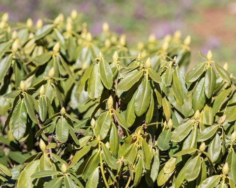 Luty jest ważny dla rododendronów. Pamiętaj o jednym zabiegu, by zakwitły wiosną