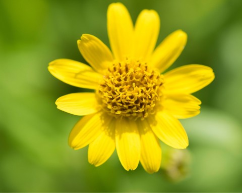 Arnika górska (Arnica montana, Arnicae anthodium)