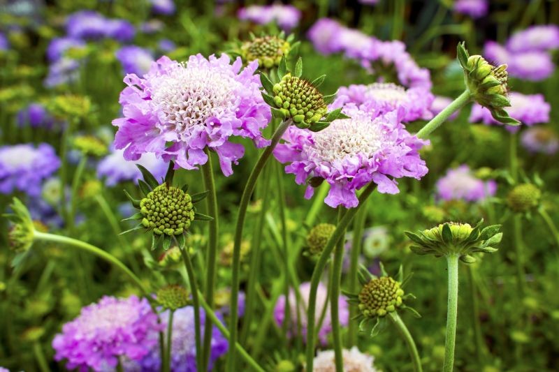Driakiew gołębia (Scabiosa columbaria) jest piękna i wytrzymała.
