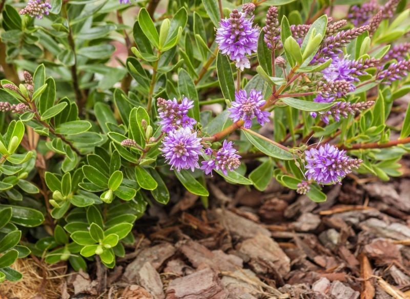 Ziemię wokół hebe można wyściółkować.