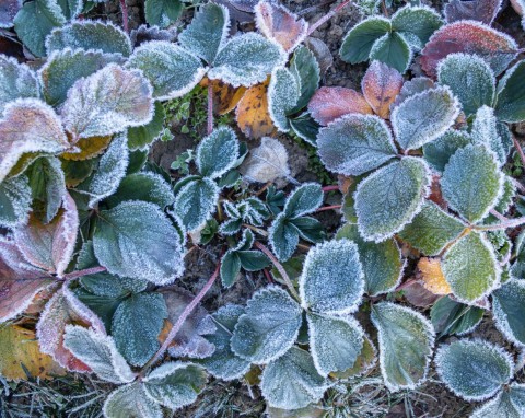 Jak przygotować truskawki do zimy? Najlepsze sposoby ogrodników na zimowanie truskawek
