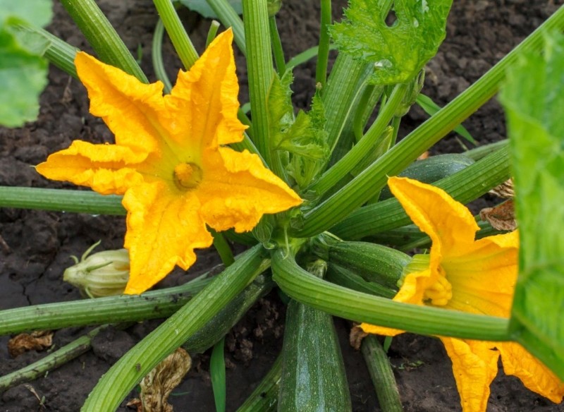 kwiaty cukinii męskie i żeńskie 