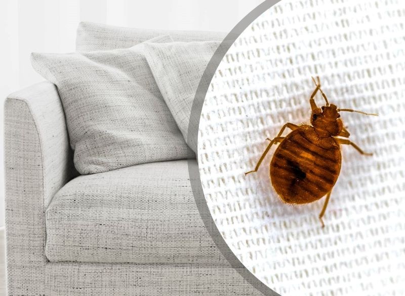 Meble z drugiej ręki? Sprawdź, czy nie znajdują się na nich insekty.