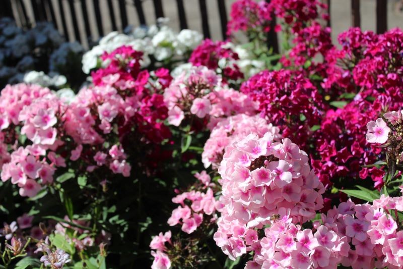 Floksy wiechowate powinny być regularnie przesadzanie, żeby obficie kwitły.