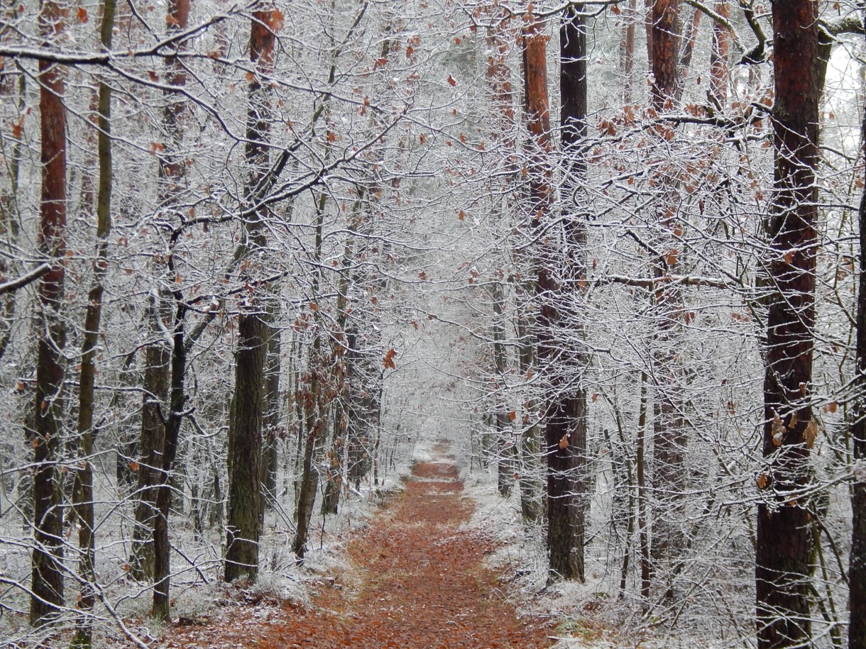 Rośliny, O KWIATACH ZIMĄ...