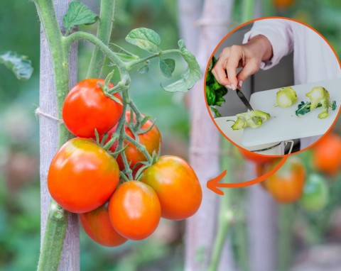 Niedobór potasu w pomidorach. Jak rozpoznać i uzupełnić braki potasu w pomidorach?
