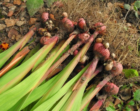 Ostatni moment na wykopanie mieczyków. Sposób dobrego ogrodnika na przezimowanie cebulek