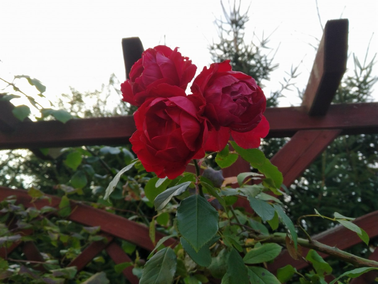 Pozostałe, Jesienne kadry z ogrodu i mojej okolicy - ostatnie róże tej jesieni
